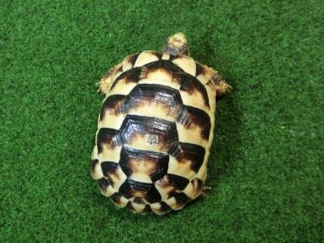 マルギナータリクガメSサイズ(フチゾリリクガメ)国内CB個体 42番の画像