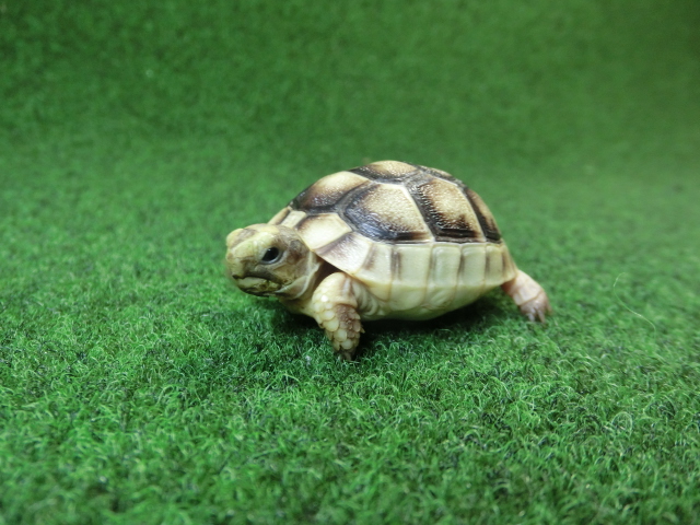 マルギナータリクガメベビー(フチゾリリクガメ)国内CB個体 43番の画像