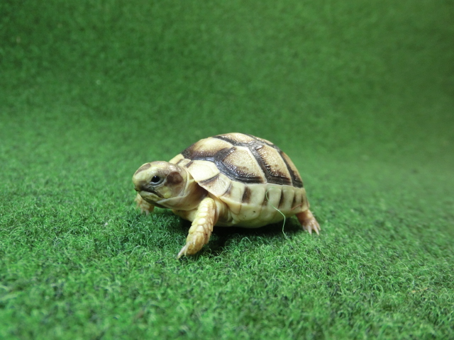 マルギナータリクガメベビー(フチゾリリクガメ)国内CB個体 44番の画像