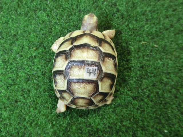 マルギナータリクガメベビー(フチゾリリクガメ)国内CB個体 44番の画像