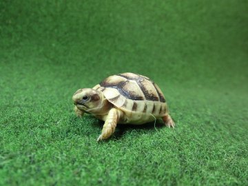 マルギナータリクガメベビー(フチゾリリクガメ)国内CB個体 44番の画像