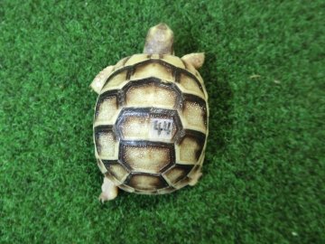 マルギナータリクガメベビー(フチゾリリクガメ)国内CB個体 44番の画像