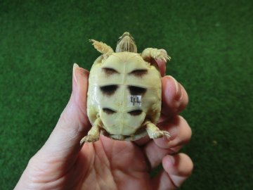 マルギナータリクガメベビー(フチゾリリクガメ)国内CB個体 44番の画像