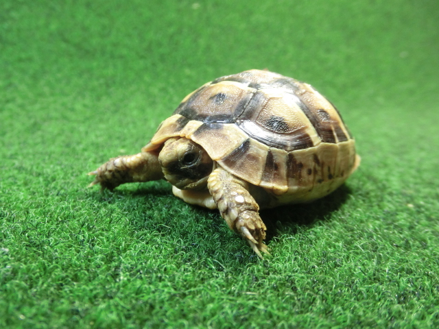 イベラギリシャリクガメベビー国内CB個体 70番の画像