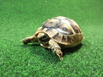 イベラギリシャリクガメベビー国内CB個体 70番の画像