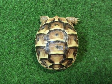 イベラギリシャリクガメベビー国内CB個体 70番の画像