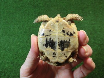 イベラギリシャリクガメベビー国内CB個体 70番の画像
