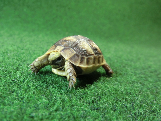 イベラギリシャリクガメベビー国内CB個体　71番の画像