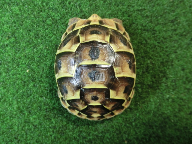 イベラギリシャリクガメベビー国内CB個体　71番の画像