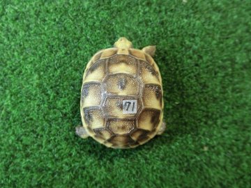 イベラギリシャリクガメベビー国内CB個体　71番の画像