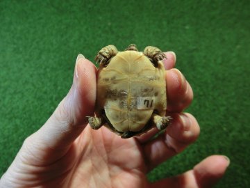 イベラギリシャリクガメベビー国内CB個体　71番の画像