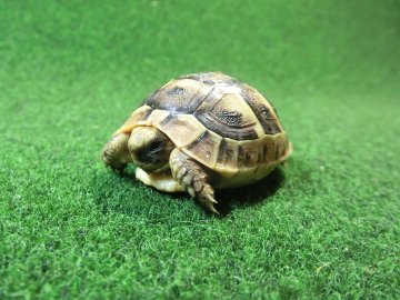 イベラギリシャリクガメベビー国内CB個体　71番の画像