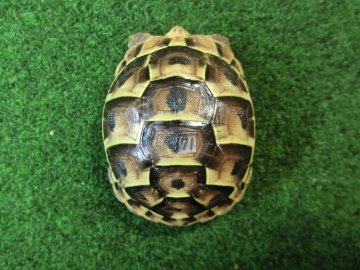 イベラギリシャリクガメベビー国内CB個体　71番の画像