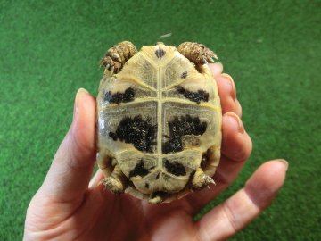 イベラギリシャリクガメベビー国内CB個体　71番の画像