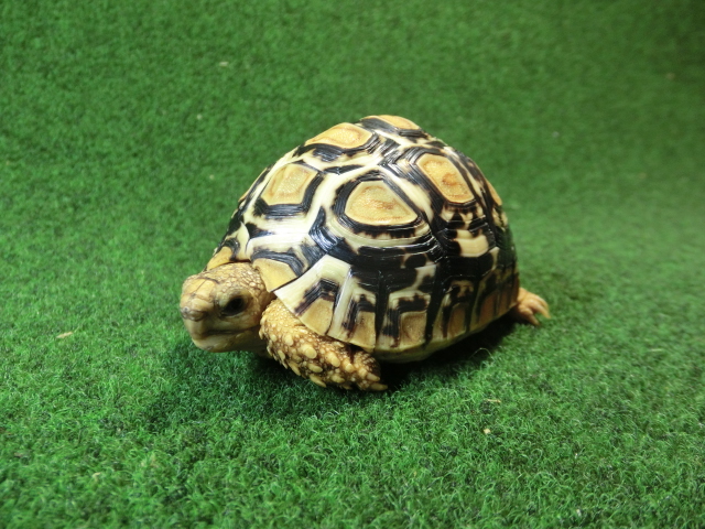 バブコックヒョウモンガメSMサイズ 67番ホワイトタイプの画像