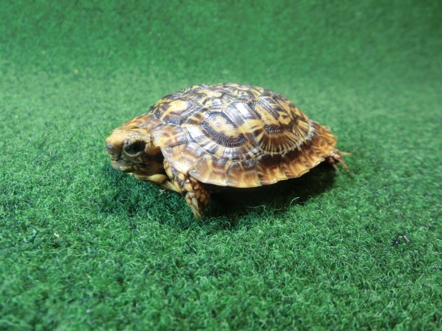 パンケーキリクガメSサイズ　11号 当店繁殖 登録票付き個体の画像