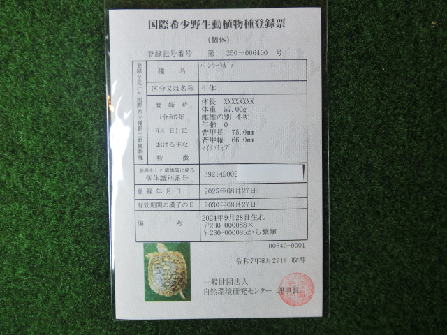パンケーキリクガメSサイズ　11号 当店繁殖 登録票付き個体の画像