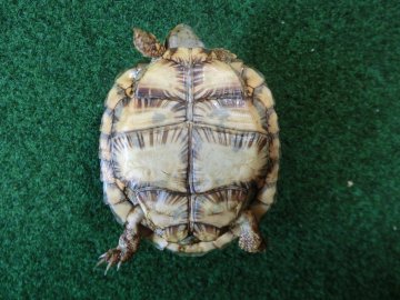 パンケーキリクガメSサイズ　11号 当店繁殖 登録票付き個体の画像