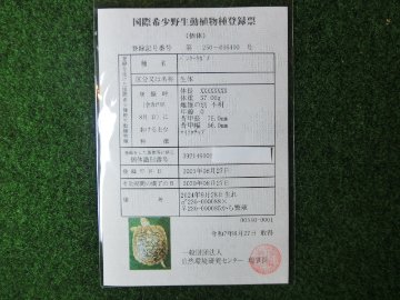 パンケーキリクガメSサイズ　11号 当店繁殖 登録票付き個体の画像