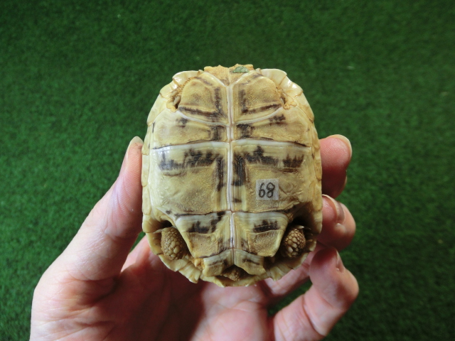 バブコックヒョウモンガメSMサイズ 68番の画像