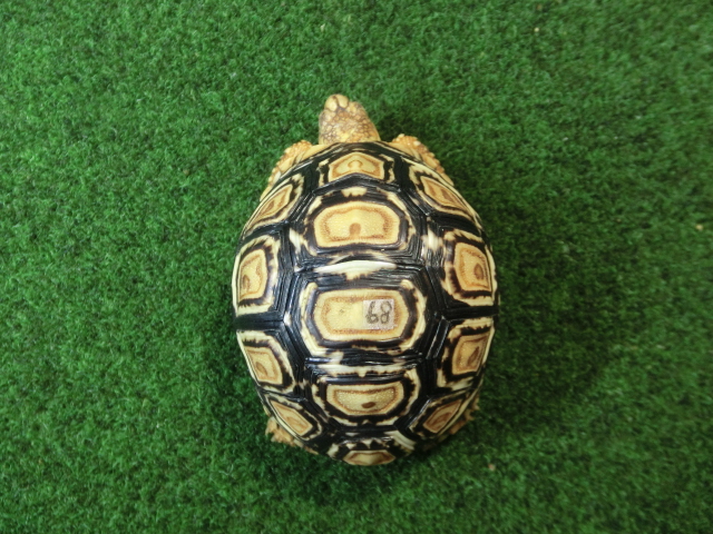 バブコックヒョウモンガメSMサイズ 68番の画像