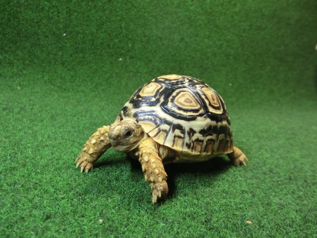 バブコックヒョウモンガメSMサイズ 68番の画像