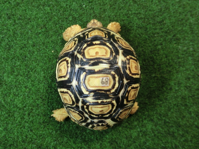 バブコックヒョウモンガメSMサイズ 68番の画像