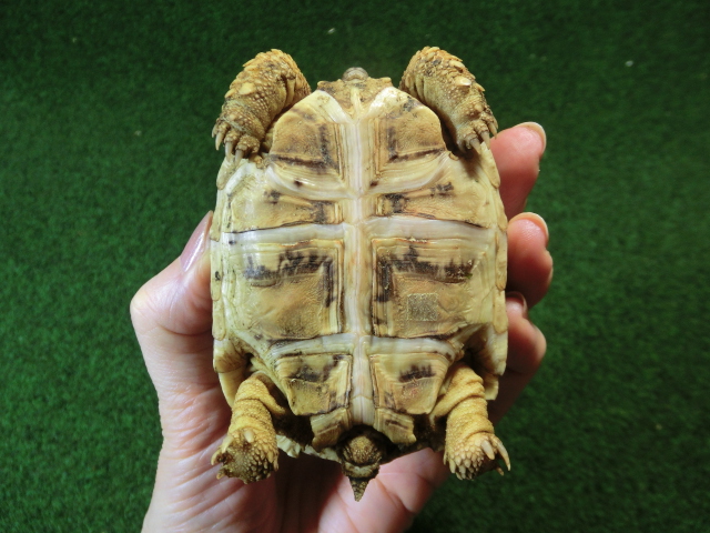 バブコックヒョウモンガメSMサイズ 68番の画像