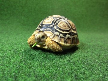 バブコックヒョウモンガメSサイズ 68番の画像