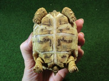 バブコックヒョウモンガメSMサイズ 68番の画像