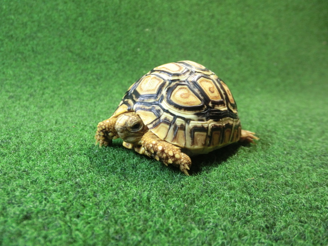 バブコックヒョウモンガメSサイズ 70番の画像