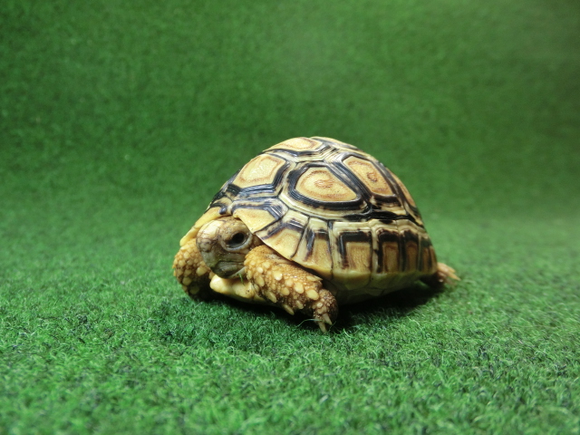 バブコックヒョウモンガメSサイズ 70番の画像