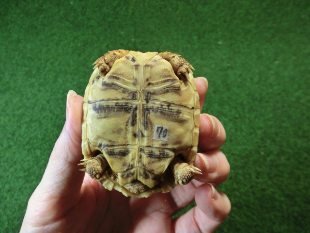 バブコックヒョウモンガメSサイズ 70番の画像
