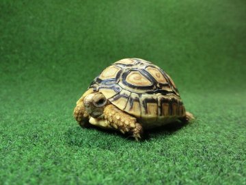 バブコックヒョウモンガメSサイズ 70番の画像