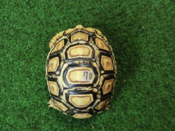 バブコックヒョウモンガメSサイズ 70番の画像