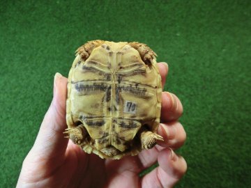 バブコックヒョウモンガメSサイズ 70番の画像