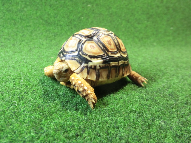 バブコックヒョウモンガメSサイズ 71番の画像