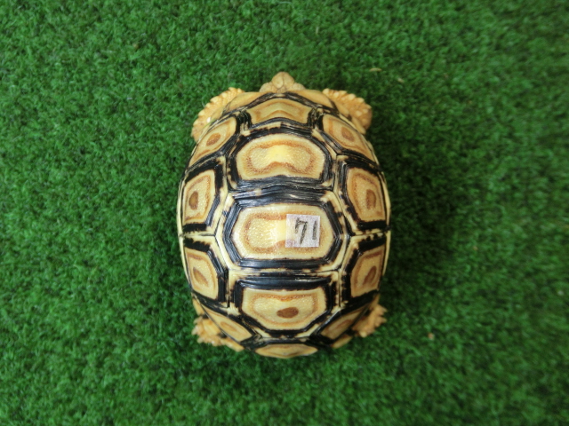 バブコックヒョウモンガメSサイズ 71番の画像