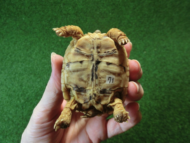 バブコックヒョウモンガメSサイズ 71番の画像