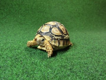 バブコックヒョウモンガメSサイズ 71番の画像