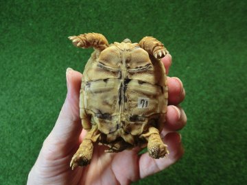 バブコックヒョウモンガメSサイズ 71番の画像