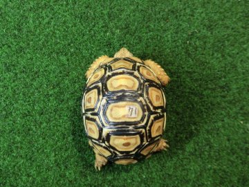 バブコックヒョウモンガメSサイズ 71番の画像