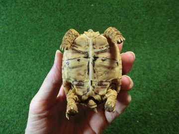 バブコックヒョウモンガメSサイズ 71番の画像