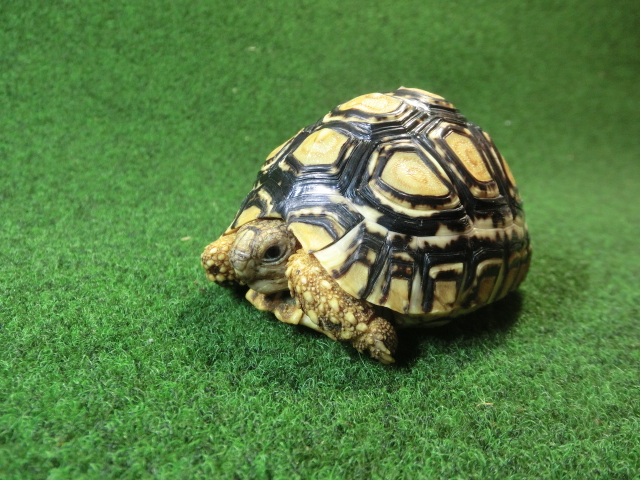 バブコックヒョウモンガメSMサイズ 72番の画像