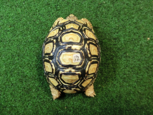 バブコックヒョウモンガメSMサイズ 72番の画像