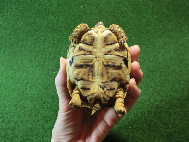 バブコックヒョウモンガメSMサイズ 72番の画像