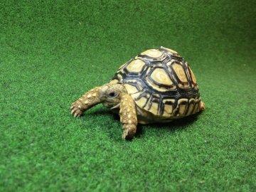 バブコックヒョウモンガメSMサイズ 72番の画像