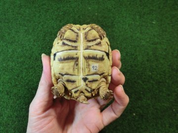 バブコックヒョウモンガメSMサイズ 72番の画像