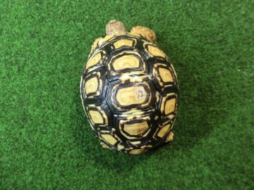 バブコックヒョウモンガメSMサイズ 72番の画像