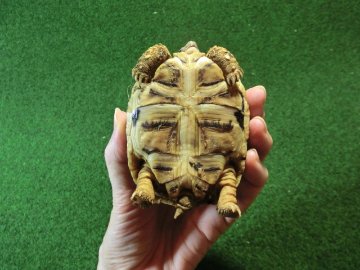 バブコックヒョウモンガメSMサイズ 72番の画像